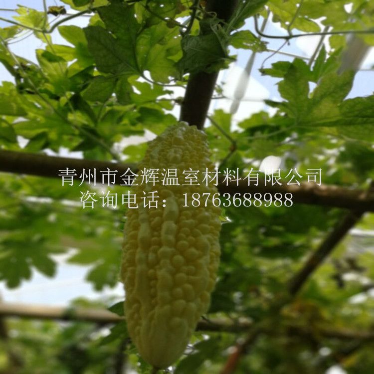 無(wú)土栽培景觀