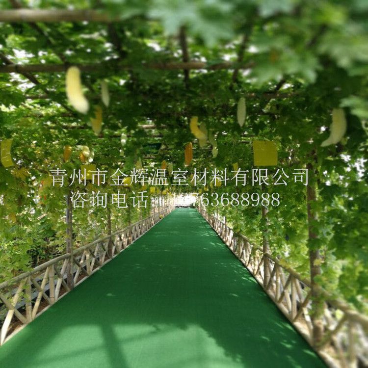 無土栽培景觀